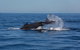 Whale Watching Sailing Experience In Sydney - thumb 8