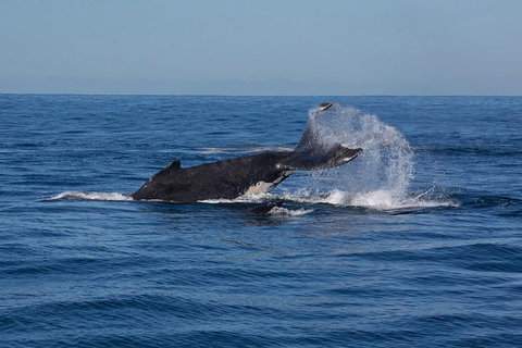 Whale Watching Sailing Experience In Sydney - C Tourism 8
