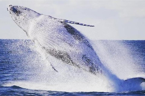 Whale Watching Sailing Experience In Sydney - C Tourism 2