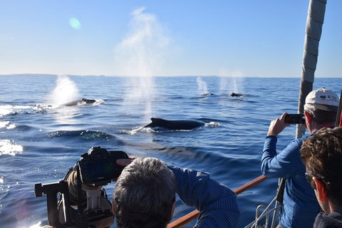 Whale Watching Sailing Experience In Sydney - C Tourism 5