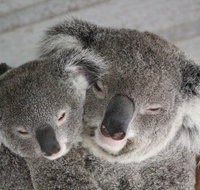 Featherdale Wildlife Park General Admission - C Tourism