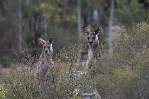 Private Blue Mountains Insider Tour From Sydney - C Tourism 6