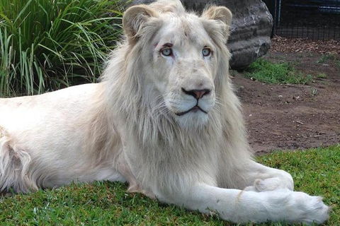 Private Shoalhaven Zoo Experience From Sydney - C Tourism 1
