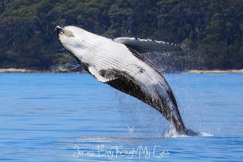 Whale Watching Jervis Bay - C Tourism 0