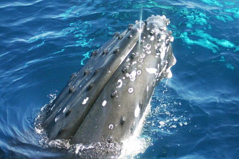 Whale Watching Jervis Bay - C Tourism 3