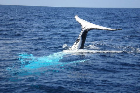 Whale Watching Jervis Bay - C Tourism 7