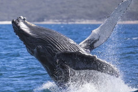 Whale Watching Jervis Bay - C Tourism 2