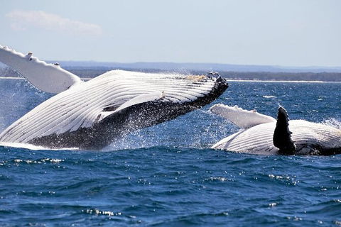 Whale Watching Jervis Bay - C Tourism 4