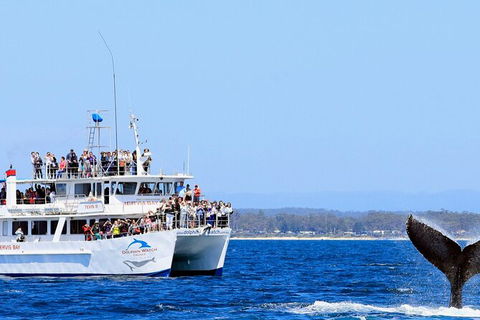 Whale Watching Jervis Bay - C Tourism 6