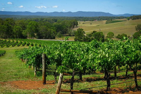 Private Luxury Tour: Hunter Valley Wineries With Cheese, Chocolate, Gourmet Food - C Tourism 6