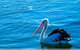 Newcastle And Central Coast Private Shore Excursion | Departs Newcastle Port - thumb 7