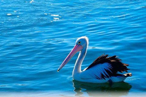Newcastle And Central Coast Private Shore Excursion | Departs Newcastle Port - C Tourism 7