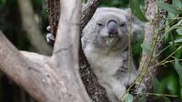 Blue Mountains And Featherdale Wildlife Park Day Tour - C Tourism 1