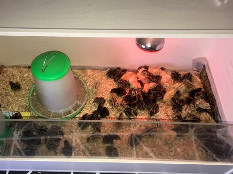 Meet The Animals - C Tourism 2