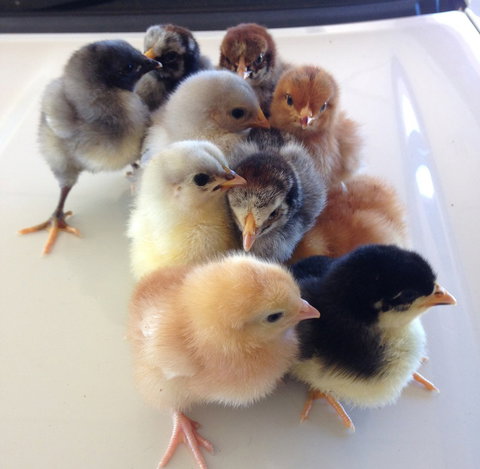 Meet The Animals - C Tourism 1