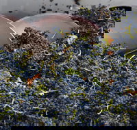 Coldstream - C Tourism