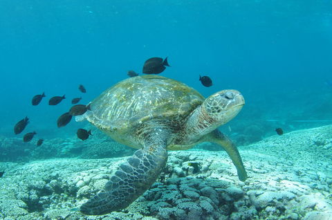 Flinders Reef Dive Site - C Tourism 0