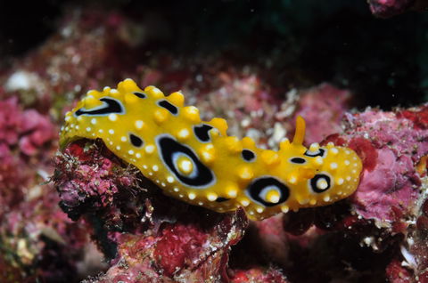 Flinders Reef Dive Site - C Tourism 1
