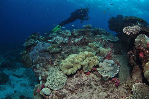 Flinders Reef Dive Site - C Tourism 2