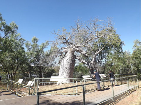 Gregory's Tree, Timber Creek - C Tourism 0