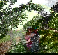 Harben Vale Pick Your Own Cherries - C Tourism