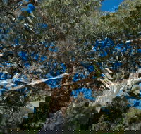 Holey Plains State Park - C Tourism