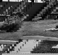 Hunter Valley Zoo - C Tourism