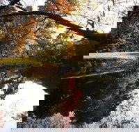 Jamieson Significant Trees - C Tourism