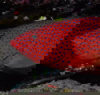 Maori Wrasse Bommie Dive Site - C Tourism