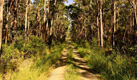 Mining Road Fire Trail, Old Gibber Road Rire Trail - C Tourism 0
