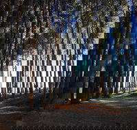 Mountain Bike Trails Tumbarumba - C Tourism