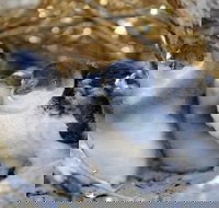 Penguin Island - C Tourism