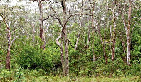 Scutts Hut Trail - C Tourism 0