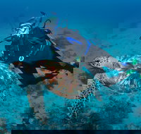 Second Reef Dive Site - C Tourism