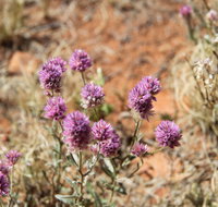 Walpa Gorge walk - C Tourism
