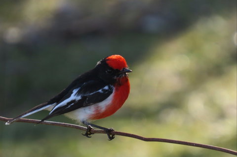 Weddin Bird Trails - C Tourism 0