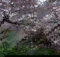 Wildwood Garden - C Tourism