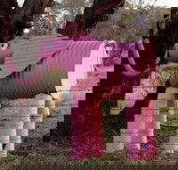 Animals on Bikes - C Tourism