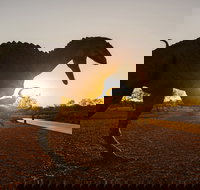 Australian Dinosaur Trail - C Tourism