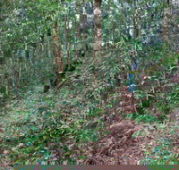 Blackbutt walking track - C Tourism