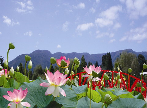 Blue Lotus Water Garden - C Tourism 0