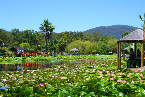 Blue Lotus Water Garden - C Tourism 1