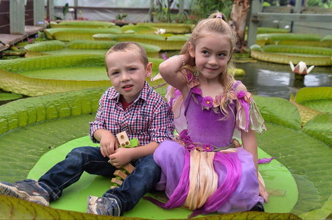 Blue Lotus Water Garden - C Tourism 2