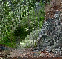 Blue Gum loop trail - C Tourism