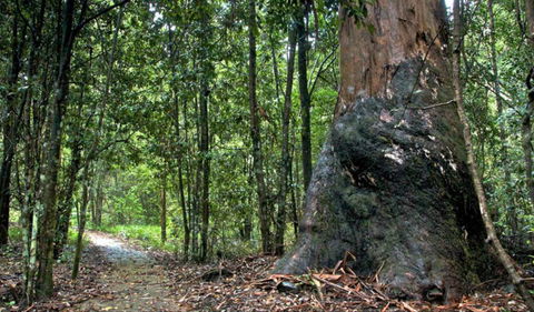 Blue Gum Loop Trail - C Tourism 0