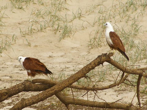 Broadwater National Park - C Tourism 2