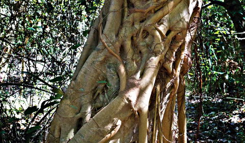 Bundagaree Rainforest Walk - C Tourism 0