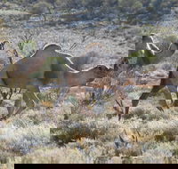 Canning Stock Route - C Tourism