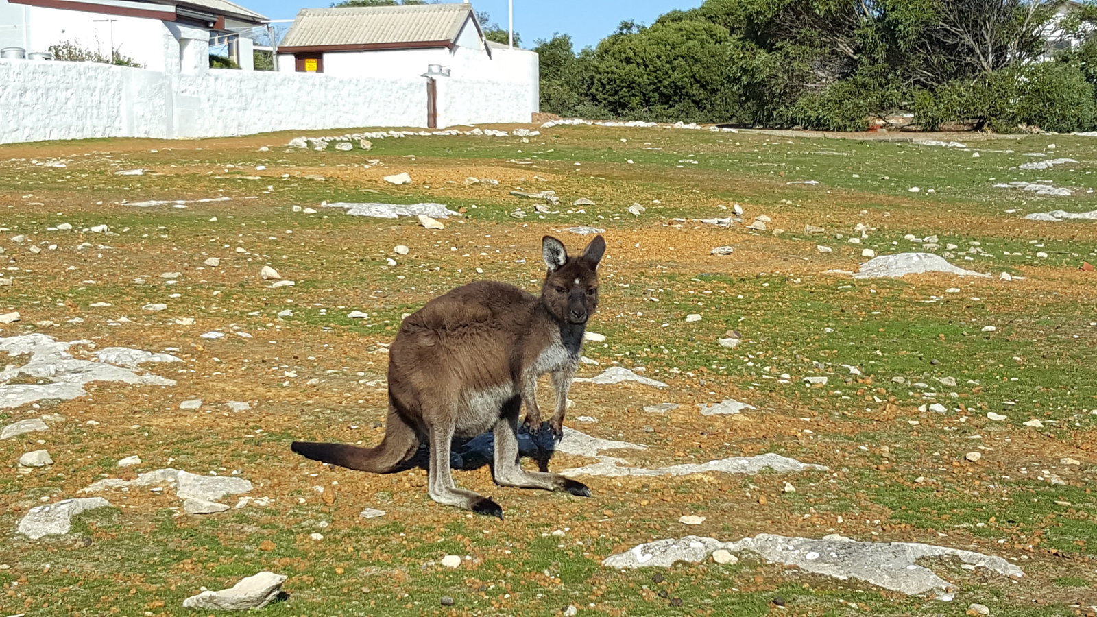 Brownlow SA C Tourism