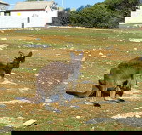 Cape Borda Lightstation - Flinders Chase National Park - C Tourism